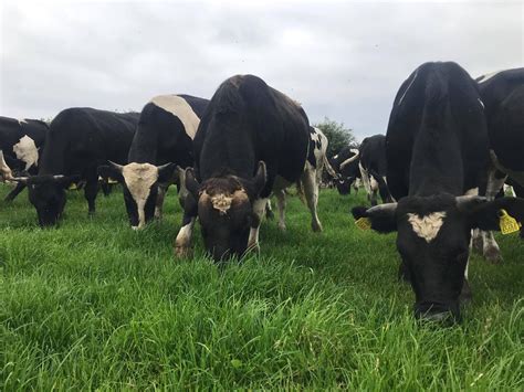 stewart family farm longford.